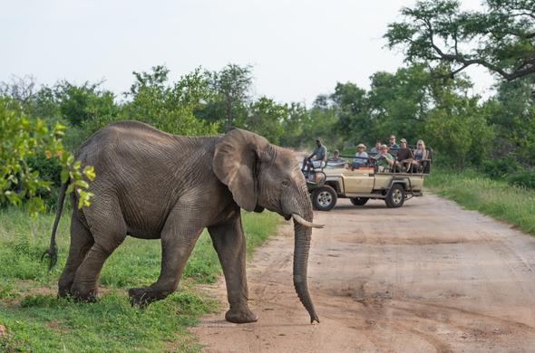 Images Sausage Tree Safari Camp - Balule Nature Reserve