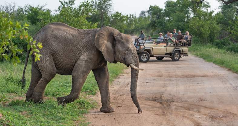 Balule Private Game Reserve Safari Guide