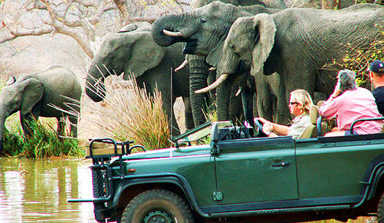 Game drive safari in Balule Game Reserve.