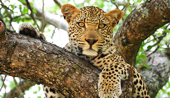 Leopard in Balule Game Reserve.