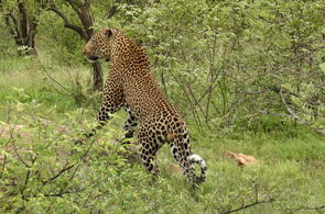 Location of Naledi Bush Lodge - Balule Nature Reserve - Greater Kruger Park