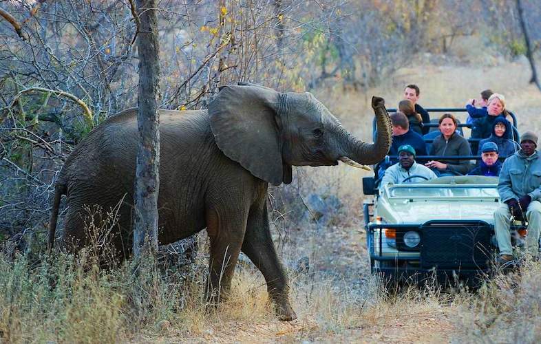 Images of Pondoro Game Lodge - Balule Private Game Reserve