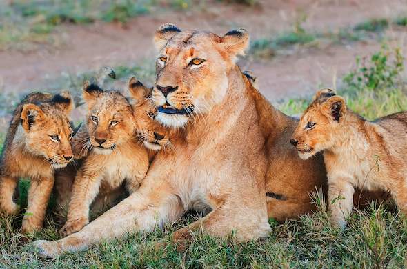 Images of Balule Private Game Reserve - Pondoro Game Lodge